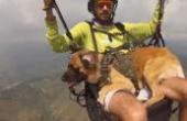 国外小伙挑战带狗“跳伞”，看到狗狗表情后，网友：忍不住想笑！(8.3分生活片)
