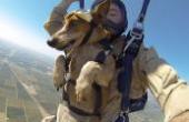 实拍：男子带宠物狗“跳伞”，着陆后，狗狗的反应让人哭笑不得(8.3分资讯片)
